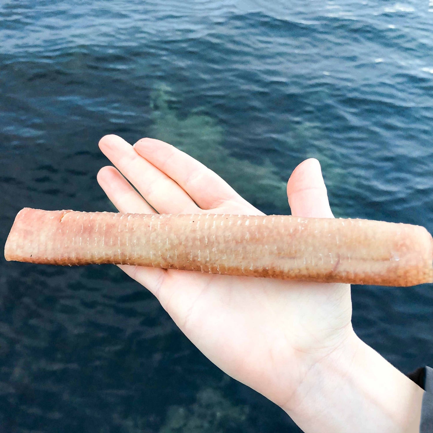 Svenskt Hundgodis Tuggrulle 12 cm