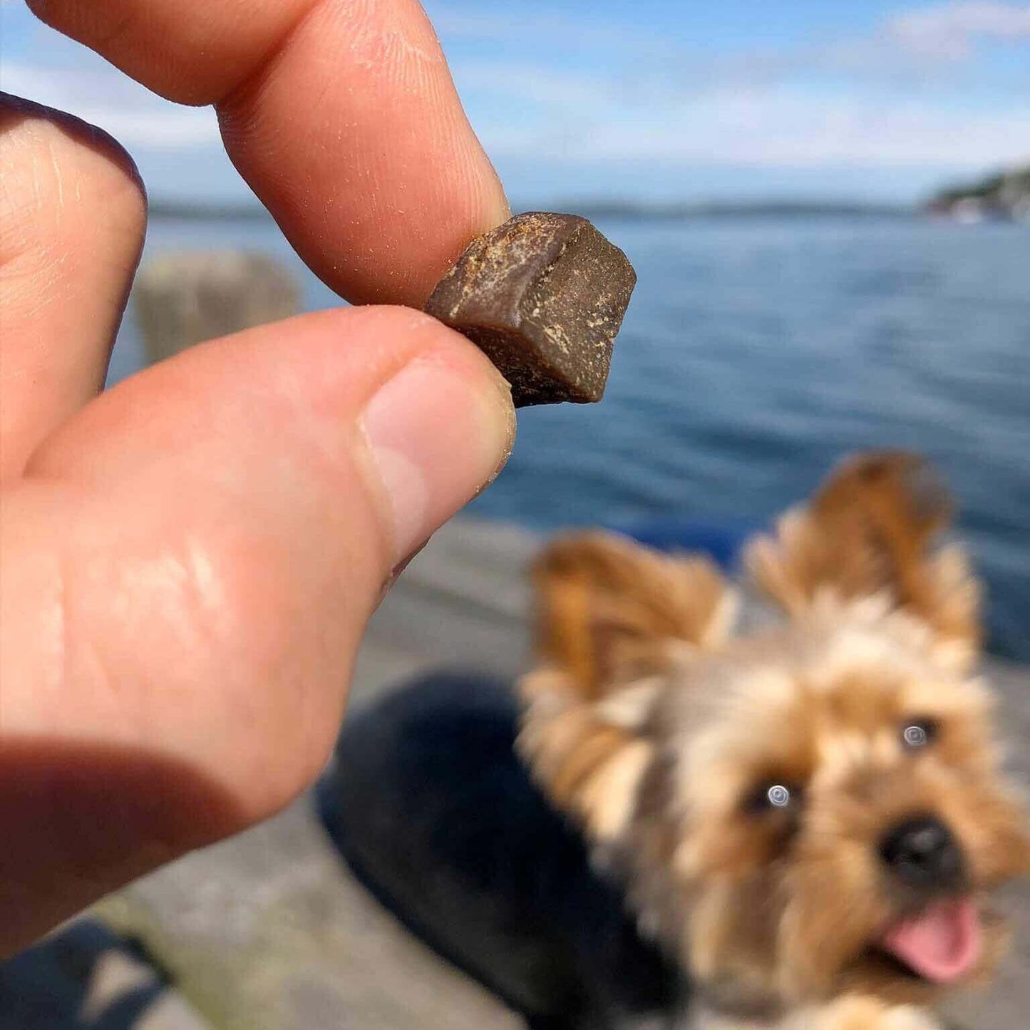 Svenskt Hundgodis - Promenad & Träning - Oxtunga